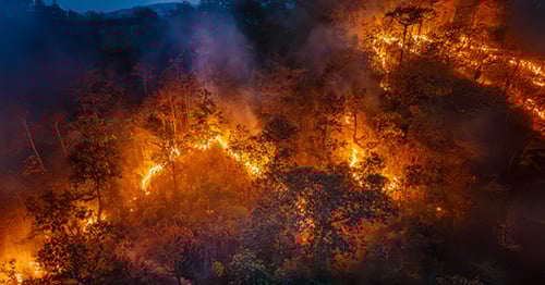 Blog July 2025 Understanding the Causes of Wildfires Nature and Human Impact